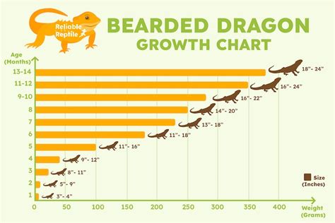 Bearded Dragon Age And Size Chart
