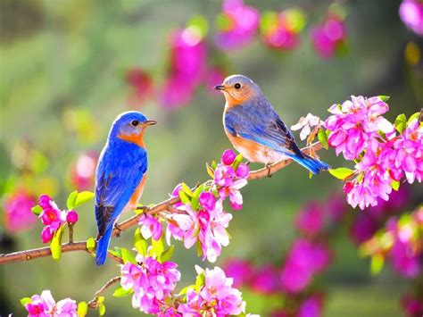 Bird Spring