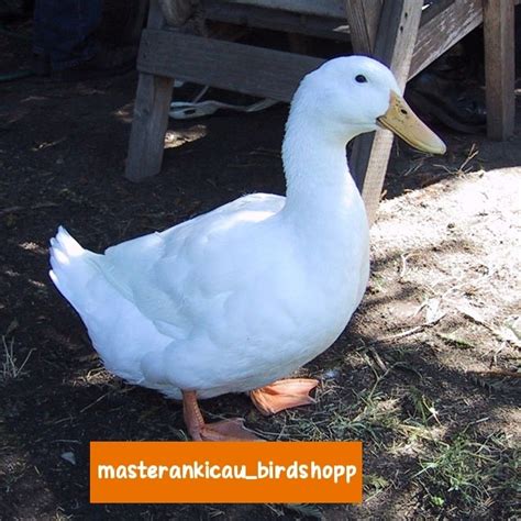 Bebek Peking Dewasa