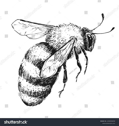 Bee Drawing Realistic
