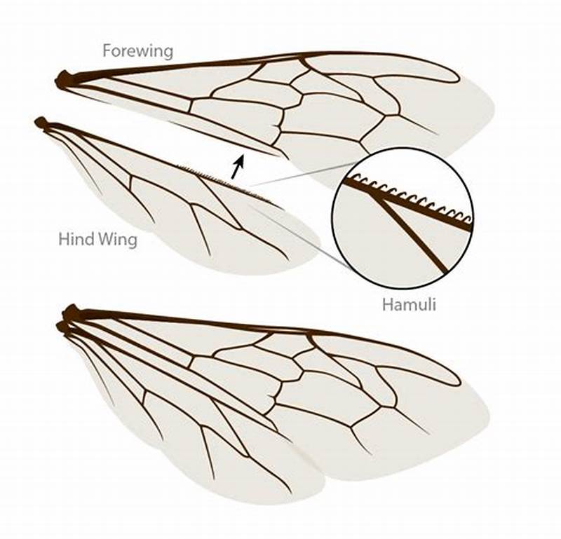Bee Wing Pattern