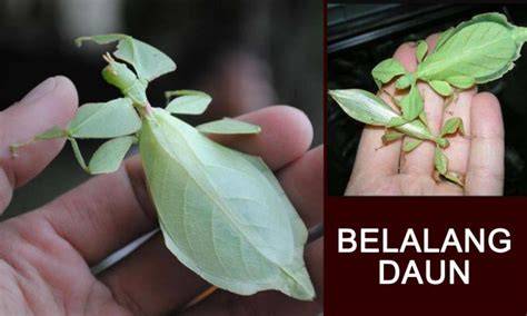 Belalang Daun