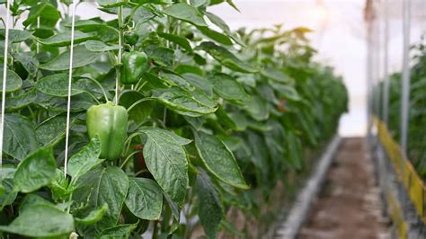 Bell Peppers in Vertical Hydroponic System