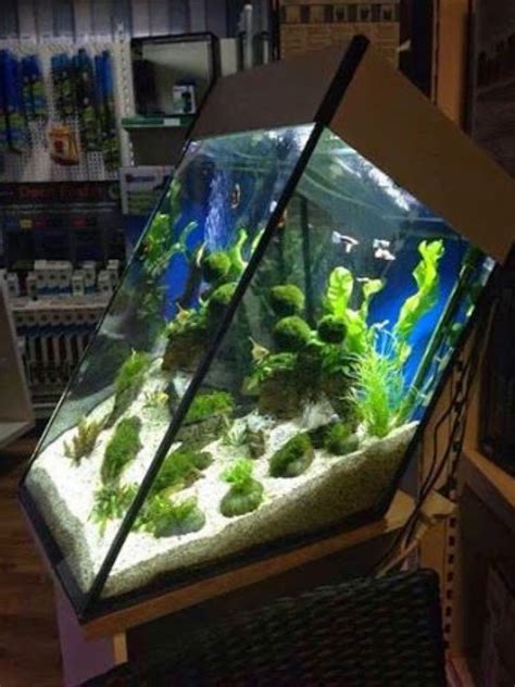 Opportunities for Aquascaping and Decorating