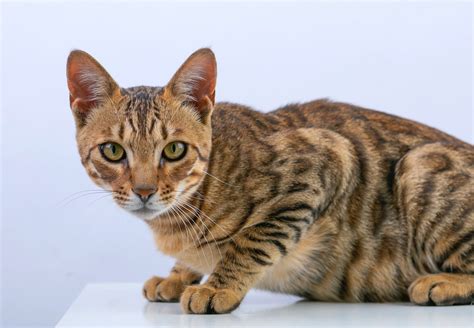 Bengal