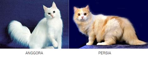 Bentuk Tubuh Kucing Anggora