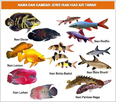 Berbagai Jenis Ikan di Laut Indonesia