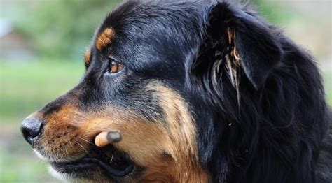 Bernese Mountain Dog and Rottweiler Mix with heart issues