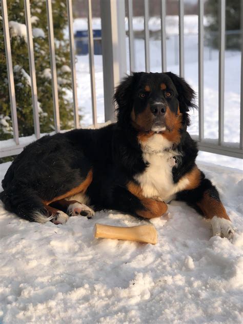 Bernese Mountain Dog and Rottweiler Mix with joint problems