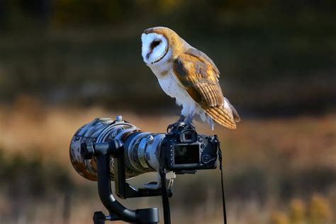 For Wildlife Photography