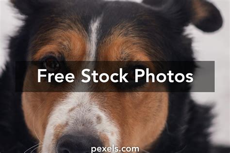Best Free Dog Catalogs By Mail