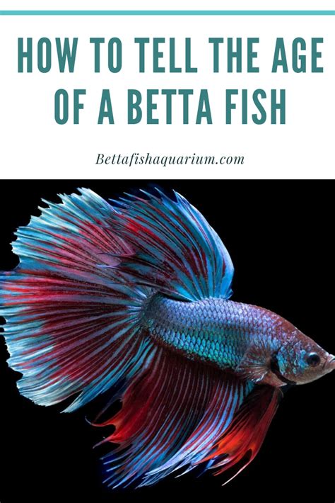 Betta Fish Age