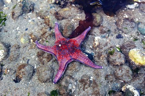 Bintang Laut