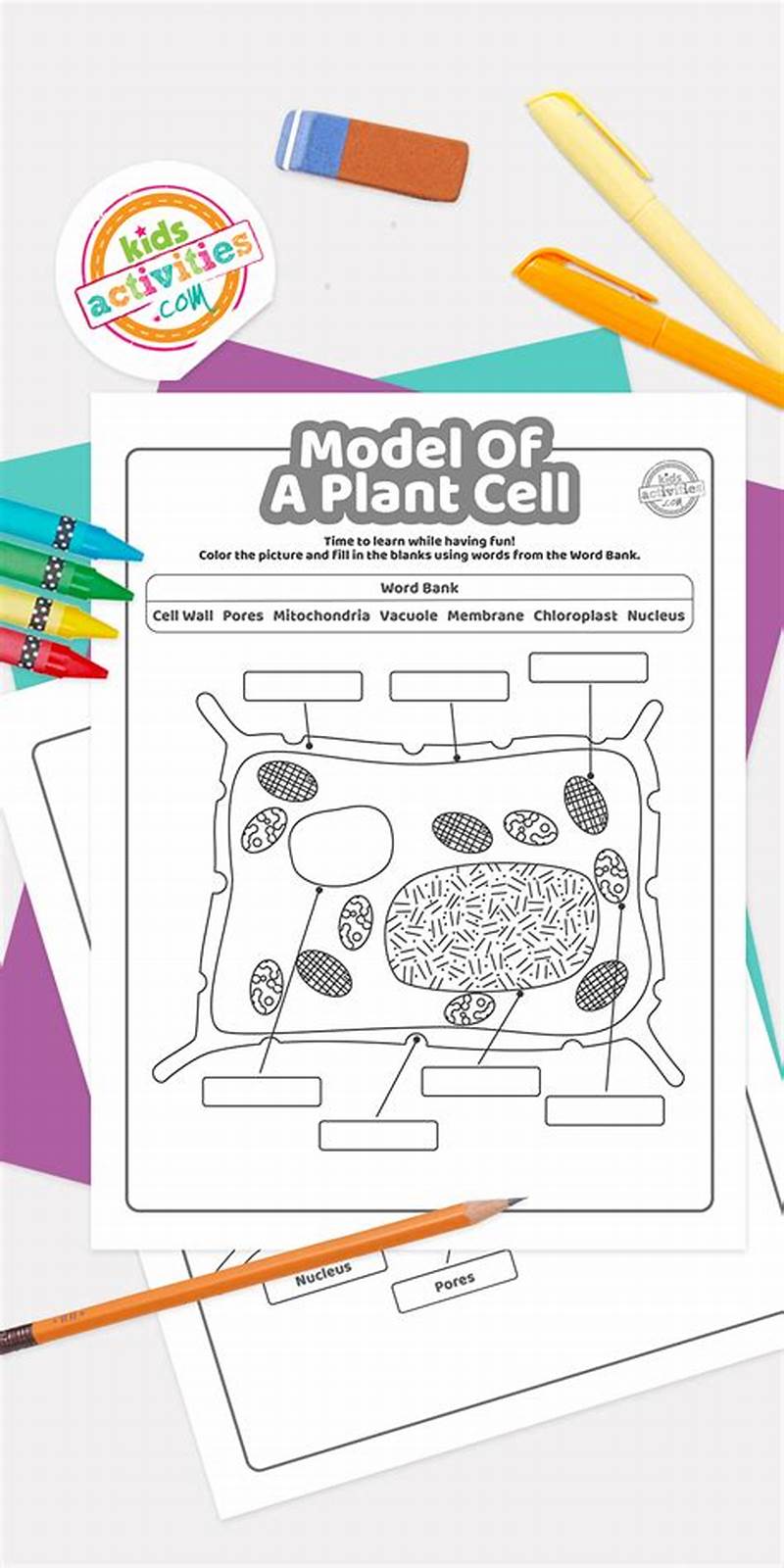 Biology Plant Structures Coloring Answer Key
