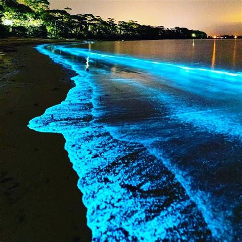 Bioluminesensi