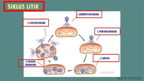 Biosintesis siklus litik