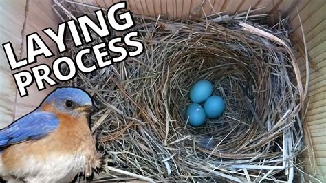 Bird laying egg