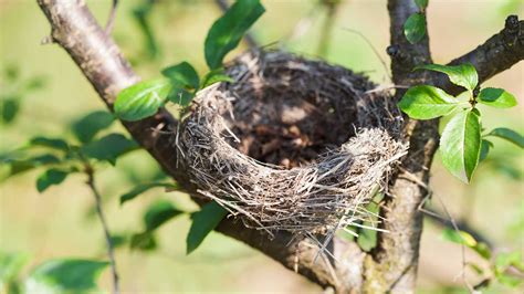 Bird on nest
