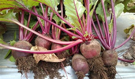 Bit umbi akar populer