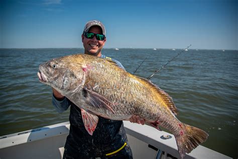 Black Drum