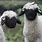 Black Sheep New Zealand