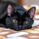Biografia Black Cat