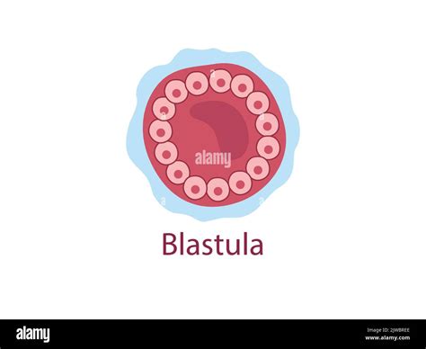 Blastula