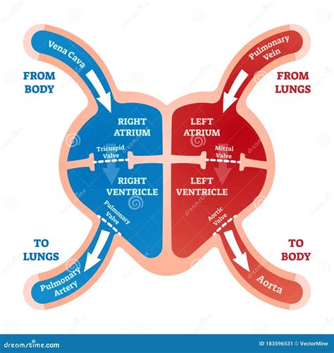 Blood Flow Chart Of The Heart