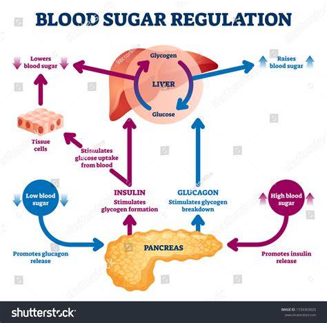 Blood Glucose Regulation