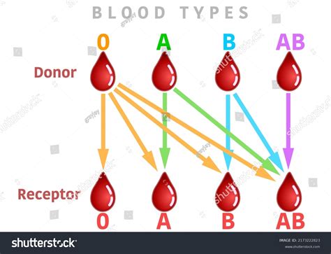 Blood Types Transfusion Chart