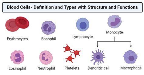Blood cells types