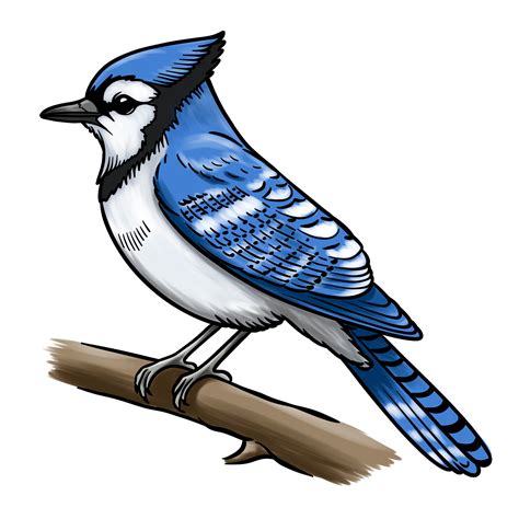 Blue Jay Drawings