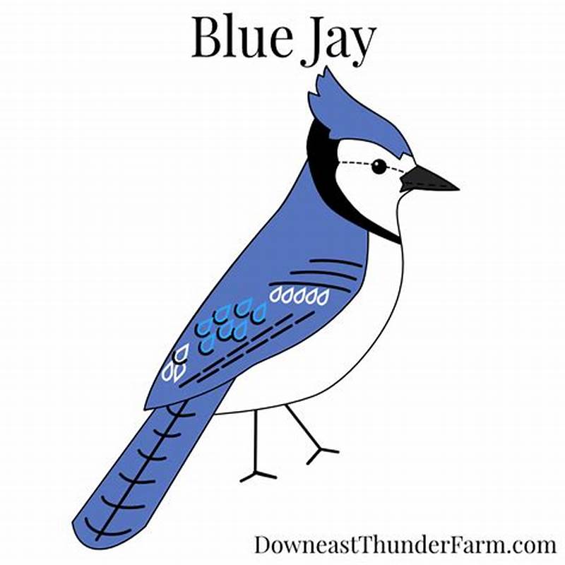 Blue Jay Pattern