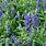 Blue Salvia Plant