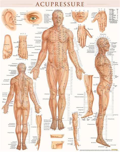 Body Acupressure Points Chart