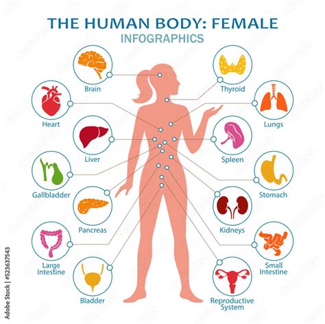 Body Anatomy Chart Female