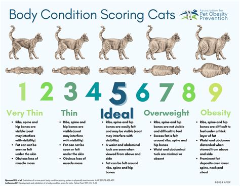Body Condition Score Chart For Cats