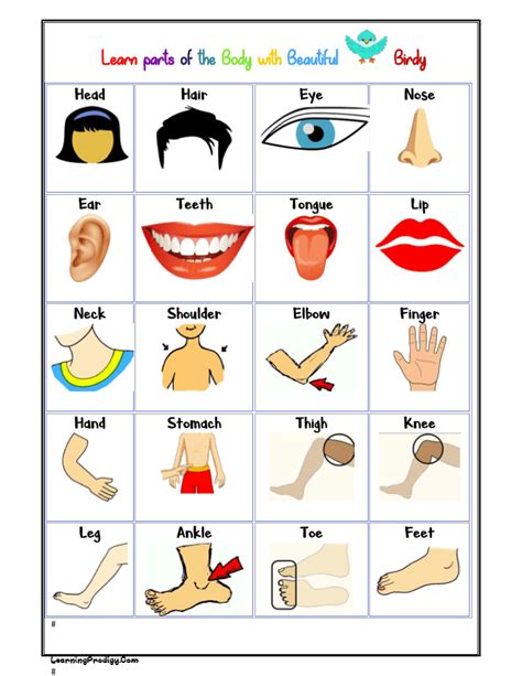 Body Part Name Chart