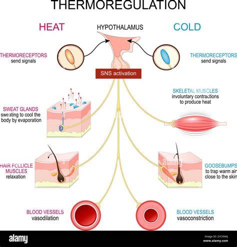 Body Temperature Regulation