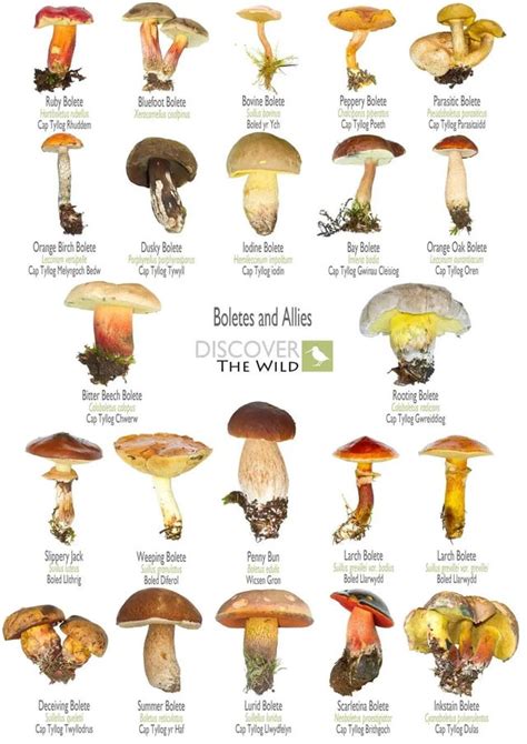 Bolete Identification Chart