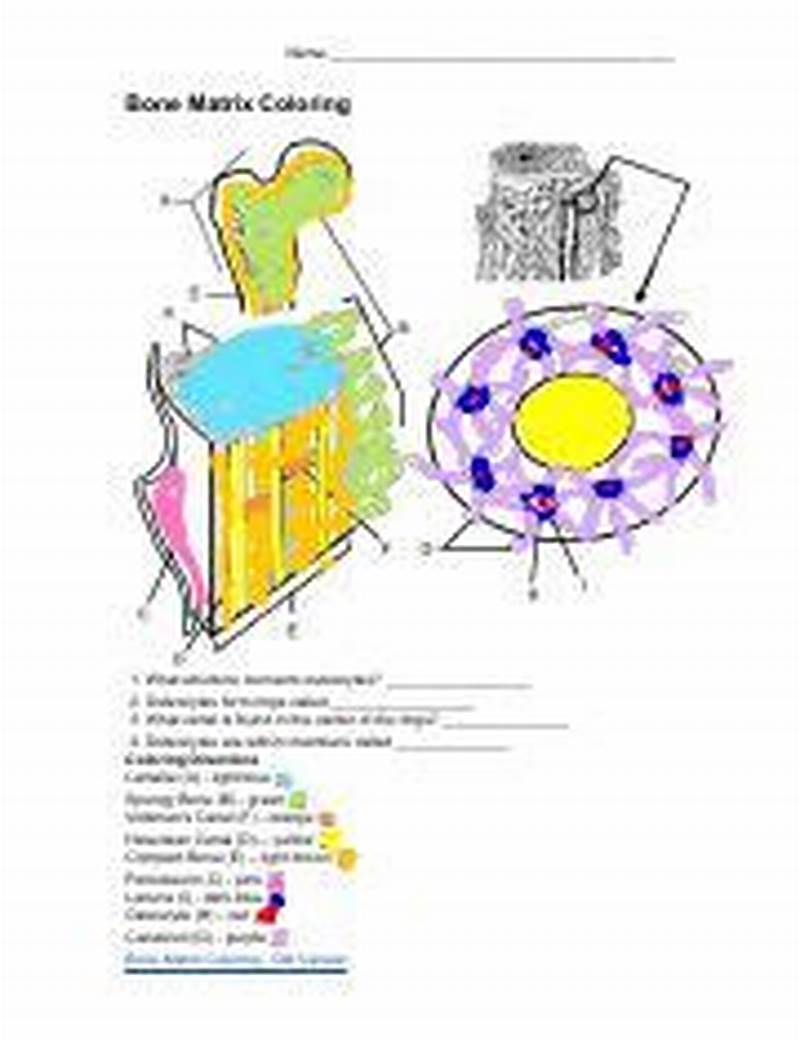 Bone Matrix Coloring Sheet Answer Key