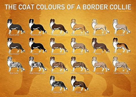 Border Collie Colour Chart