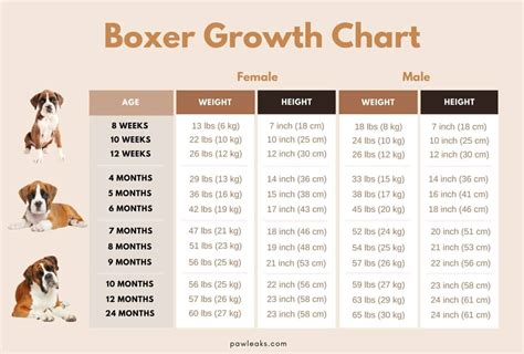 Boxer Puppy Weight Chart