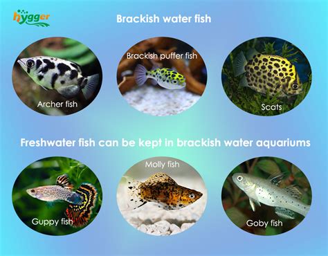 Brackish Water Animals