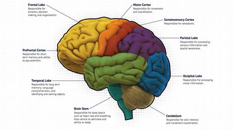 Brain Pattern Mapping