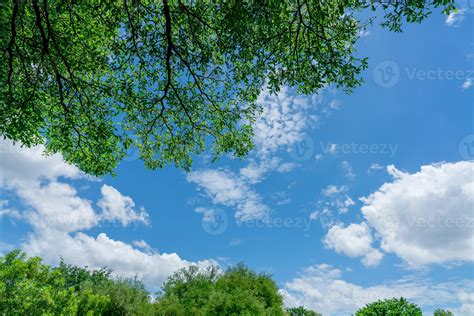 Tree Blue Sky