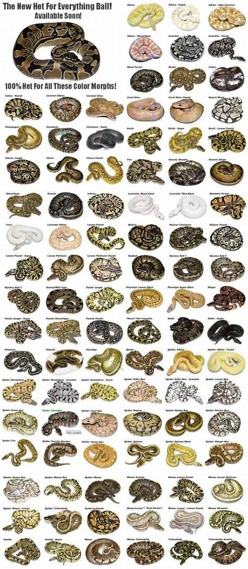Breeding Ball Python Morphs Chart