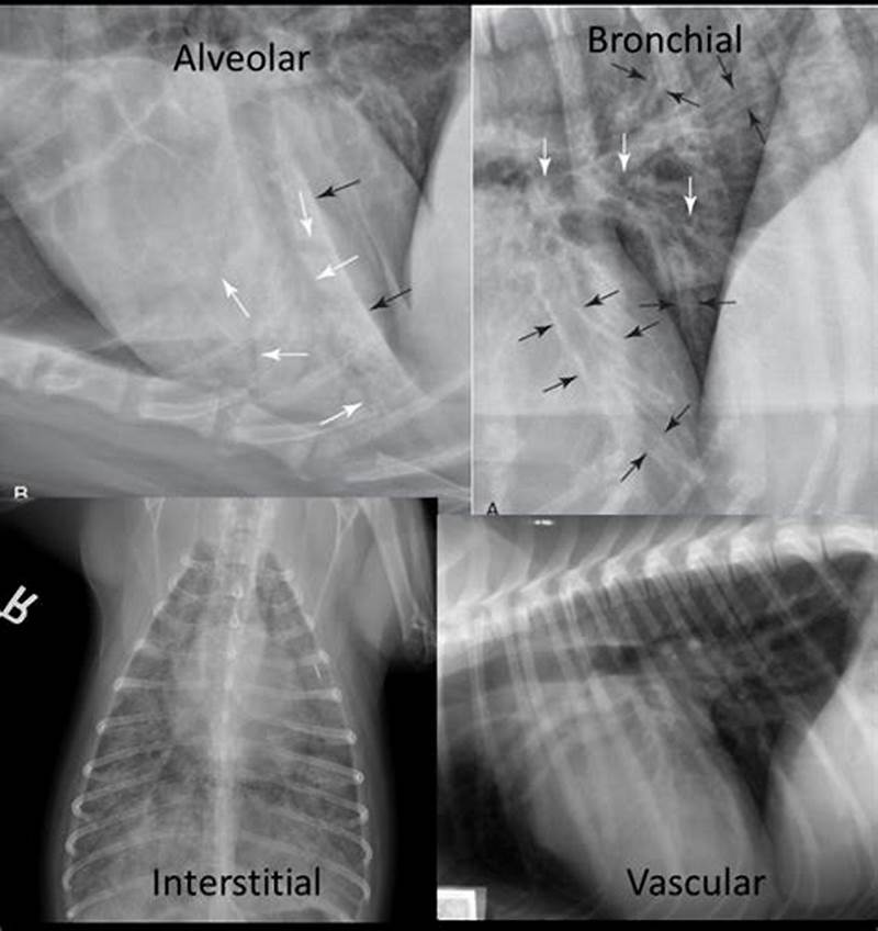Bronchial Pattern In Dogs
