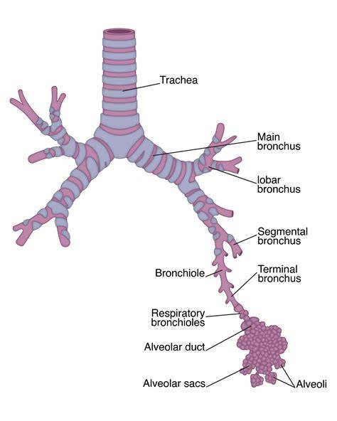 Bronkiolus