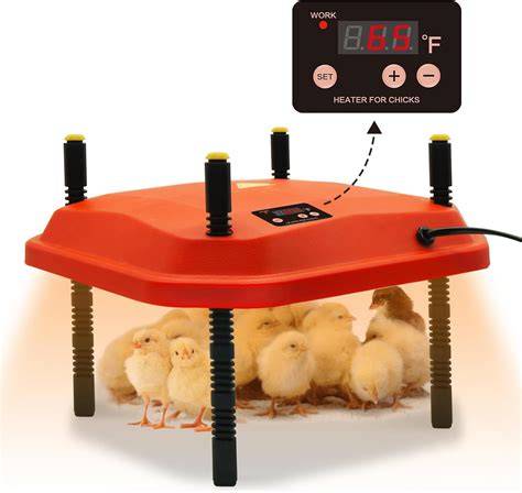 Brooder plate with chicks